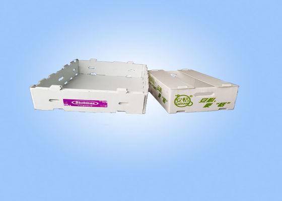 Recyclebare gewölbte Plastikmagazine Corflute-Magazine